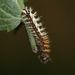 Comma (Polygonia c-album) caterpillar