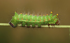 Indian moon moth (Actias selene) caterpillar, 5th instar
