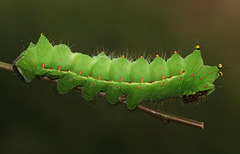 Indian moon moth (Actias selene) caterpillar, 5th instar