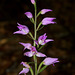Cephalanthera rubra - Céphalanthère rouge - Orchidaceae (3)