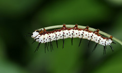 Zebra Heliconian (Heliconius charitonius) caterpillar