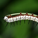 Zebra Heliconian (Heliconius charitonius) caterpillar