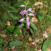 Cephalanthera rubra - Céphalanthère rouge - Orchidaceae