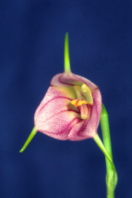Masdevallia Harlequin Masdevallia Harlequin