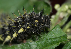 Red Admiral (Vanessa atalanta) caterpillar
