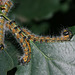 Buff-tip moth (Phalera bucephala) caterpillars