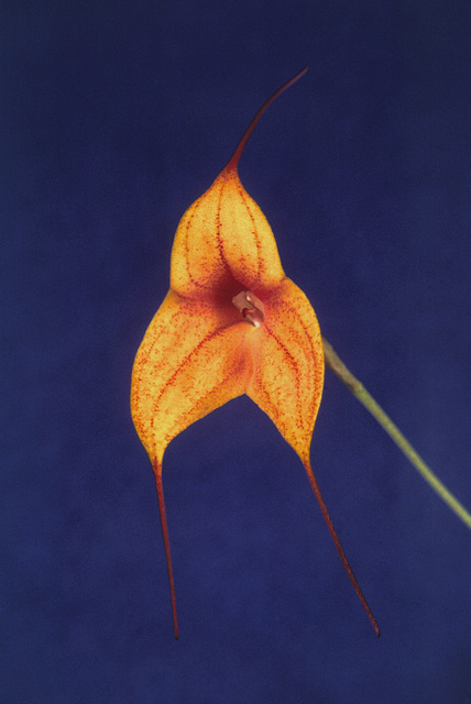 Masdevallia Copper Angel Masdevallia Copper Angel
