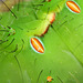 Indian moon moth (Actias selene) caterpillar spiracles