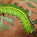 Indian moon moth (Actias selene) caterpillar, 5th and final instar