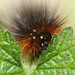 Garden Tiger moth (Arctia caja) caterpillar
