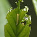 Brimstone (Gonepteryx rhamni) caterpillars
