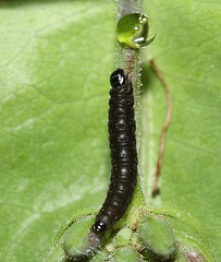 Moth caterpillar