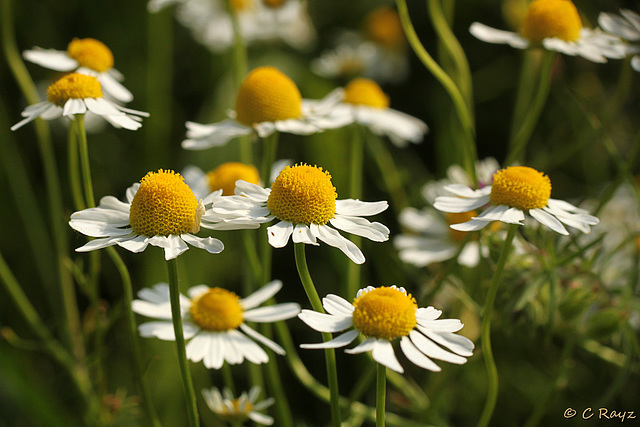 Scentless Mayweed