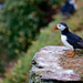 Puffin on a ledge