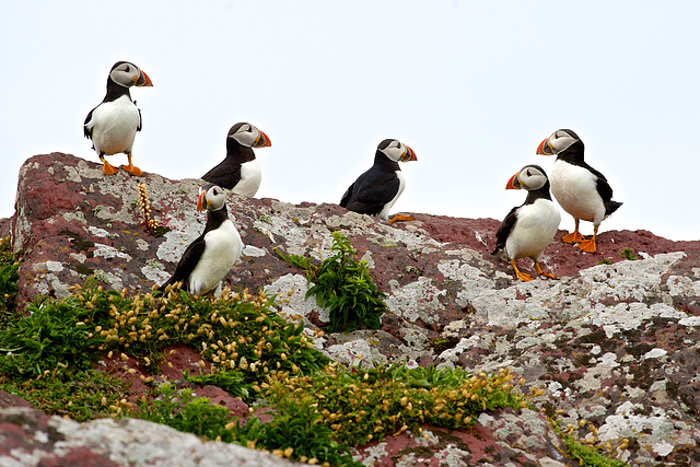 Puffins on the rocks