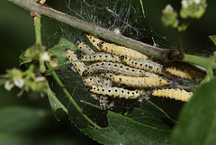 Spindle Ermine moth (Yponomeuta cagnagella) caterpillars