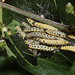 Spindle Ermine moth (Yponomeuta cagnagella) caterpillars