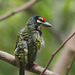 20080404-0154 Coppersmith barbet