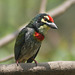 20080404-0173 Coppersmith barbet
