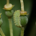 Holly Blue (Celastrina argiolus) caterpillar