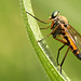 Marsh Snipefly