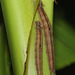 Owl butterfly (Caligo eurilochus) larvae