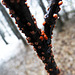 Nectria cinnabarina, 'Coral Spot'