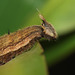 Owl butterfly (Caligo eurilochus) larva