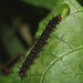 Great Eggfly (Hypolimnas bolina) caterpillar (I think)