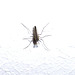 A male mosquito - about to die