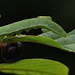 Brimstone (Gonepteryx rhamni) caterpillar