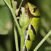 Tropical swallowtail larva