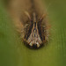 Owl butterfly (Caligo eurilochus) larva