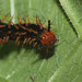 Great Eggfly (Hypolimnas bolina) caterpillar (I think)