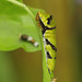 Tropical Swallowtail caterpillar