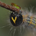 Buff-tip moth (Phalera bucephala) caterpillar