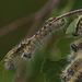 Buff-tip moth (Phalera bucephala) caterpillars