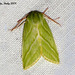 IG017  Pseudoips prasinana (Green Silver-lines)