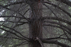 grey tree