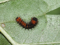Indian moon moth (Actias selene) caterpillar, 1st instar