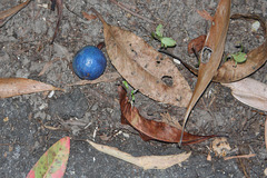 Signs of the Cassowary I - Blue Quandong berry