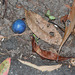 Signs of the Cassowary I - Blue Quandong berry