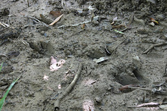 Signs of the Cassowary II - Tracks
