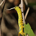 Death's head hawkmoth (Acherontia atropos) caterpillar