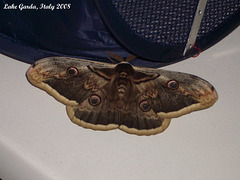 IG007 Saturnia pyri (Great Peacock Moth)