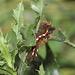 Knot grass moth (Acronicta rumicis) caterpillar