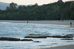 Cassowary on the beach