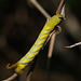 Death's head hawkmoth (Acherontia atropos) caterpillar