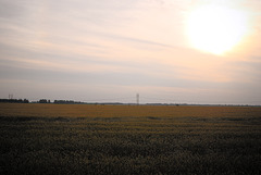 ein Feld bei Sonnenuntergang