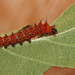 Indian moon moth (Actias selene) caterpillar, 2nd instar